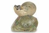 Iridescent, Pyritized Ammonite (Quenstedticeras) Fossil Display #244936-1